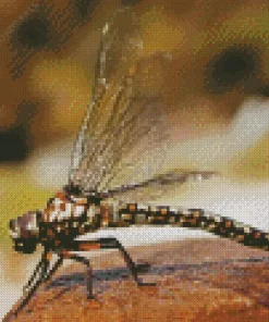 Aeshnidae Dragonfly Diamond Painting