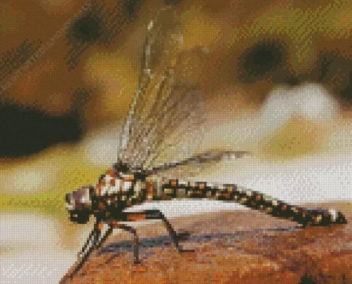 Aeshnidae Dragonfly Diamond Painting