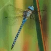 Aeshnidae Dragonfly Insect Diamond Painting