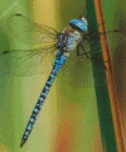 Aeshnidae Dragonfly Insect Diamond Painting