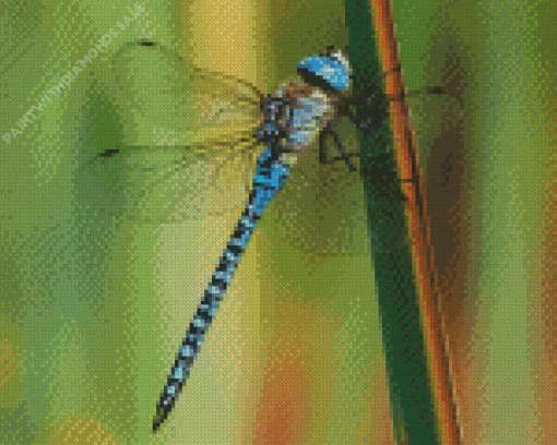 Aeshnidae Dragonfly Insect Diamond Painting