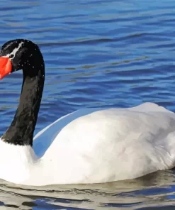 Aesthetic Black Necked Swan Diamond Painting