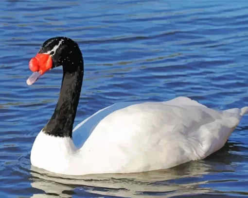 Aesthetic Black Necked Swan Diamond Painting