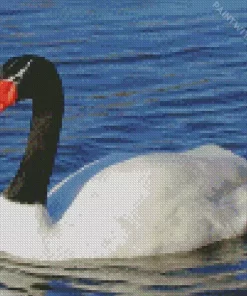 Aesthetic Black Necked Swan Diamond Painting