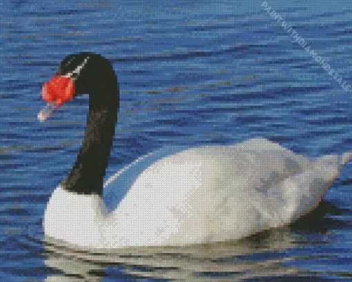 Aesthetic Black Necked Swan Diamond Painting