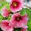 Aesthetic Hollyhocks Diamond Painting