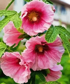 Aesthetic Hollyhocks Diamond Painting