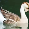 African Goose Diamond Painting