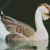 African Goose Diamond Painting