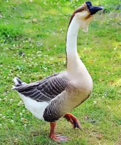 African Goose Bird Diamond Painting