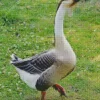 African Goose Bird Diamond Painting