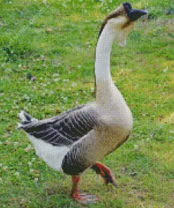 African Goose Bird Diamond Painting