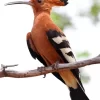 African Hoopoe Diamond Painting