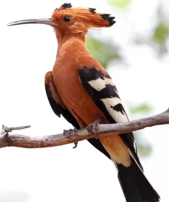 African Hoopoe Diamond Painting