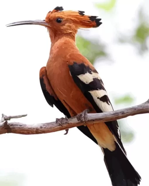 African Hoopoe Diamond Painting