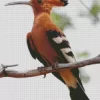 African Hoopoe Diamond Painting