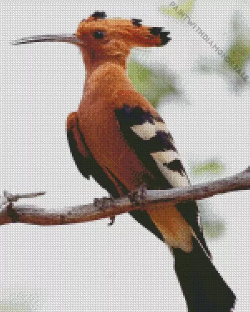 African Hoopoe Diamond Painting