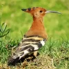 African Hoopoe Bird Diamond Painting