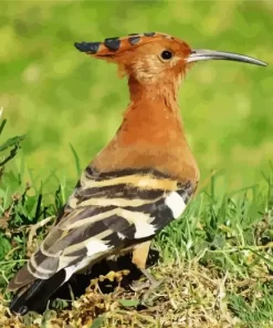 African Hoopoe Bird Diamond Painting