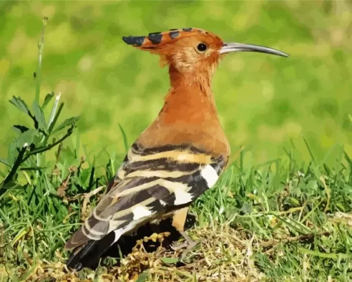 African Hoopoe Bird Diamond Painting