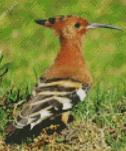 African Hoopoe Bird Diamond Painting