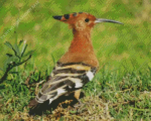 African Hoopoe Bird Diamond Painting