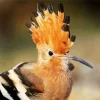 African Hoopoe Close Up Diamond Painting