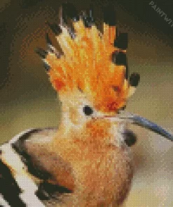 African Hoopoe Close Up Diamond Painting