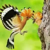 African Hoopoe Couple Diamond Painting