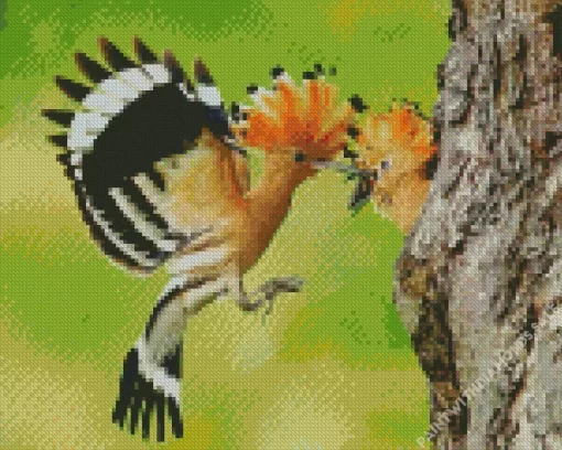 African Hoopoe Couple Diamond Painting