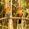 African Hoopoe Pair Diamond Painting