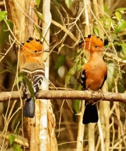 African Hoopoe Pair Diamond Painting