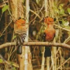 African Hoopoe Pair Diamond Painting