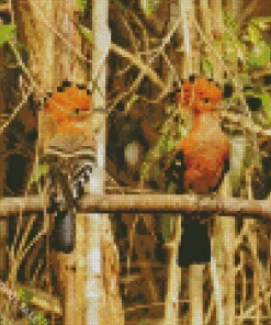 African Hoopoe Pair Diamond Painting