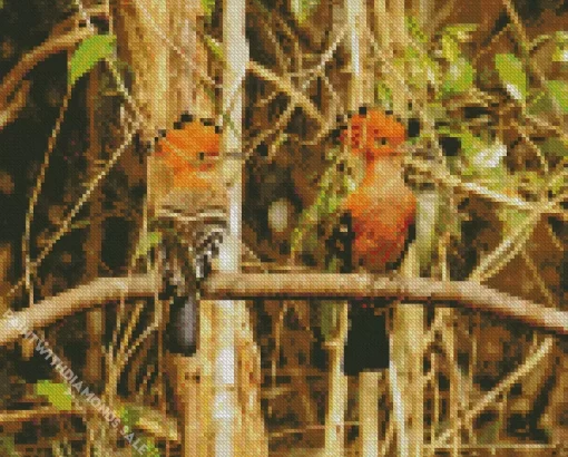 African Hoopoe Pair Diamond Painting