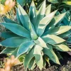 Agave Succulent Diamond Painting