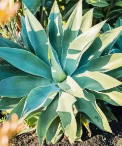 Agave Succulent Diamond Painting