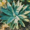 Agave Succulent Diamond Painting