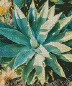 Agave Succulent Diamond Painting