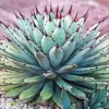 Agave Succulent Plants Diamond Painting