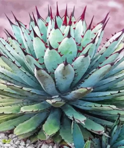 Agave Succulent Plants Diamond Painting