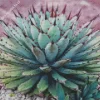 Agave Succulent Plants Diamond Painting