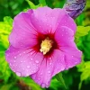 Althea Hibiscus Syriacus Diamond Painting