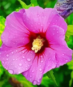 Althea Hibiscus Syriacus Diamond Painting