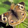 American Moth Butterfly Diamond Painting