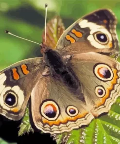 American Moth Butterfly Diamond Painting