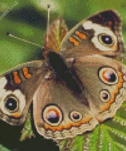 American Moth Butterfly Diamond Painting