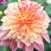 Anemone Dahlias Diamond Painting