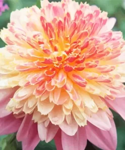 Anemone Dahlias Diamond Painting