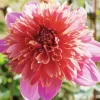 Anemone Dahlias Flower Diamond Painting